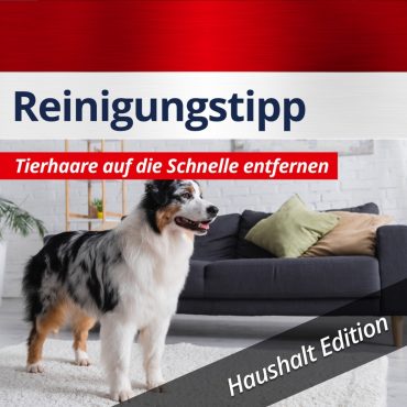 06_reinigungstipp_tierhaare 06_reinigungstipp_tierhaare