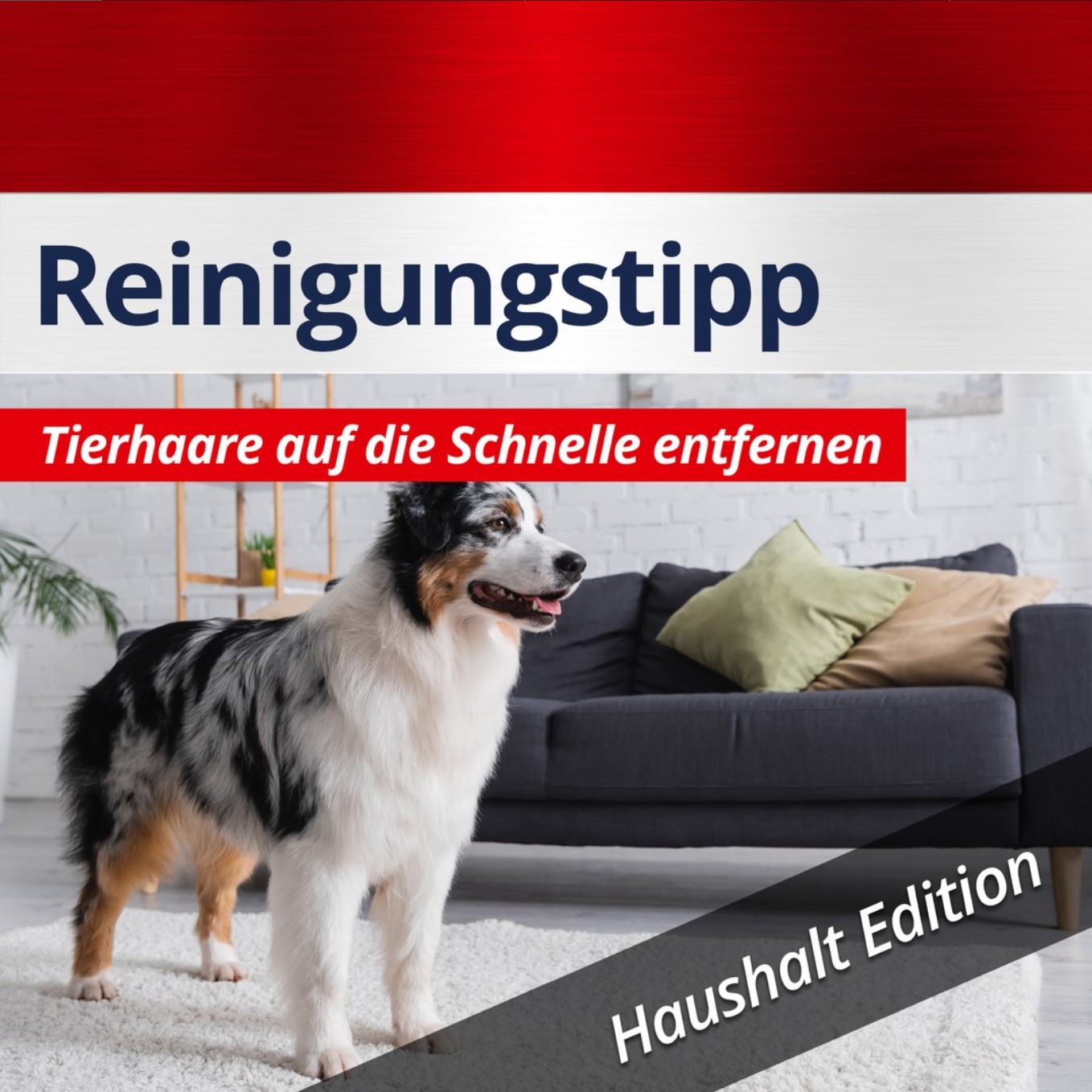 06_reinigungstipp_tierhaare